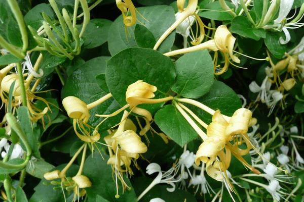 金银花种植条件,南方北方均可种植