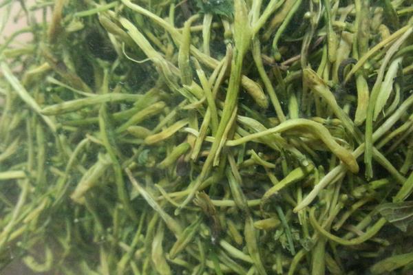 金银花种植条件,南方北方均可种植