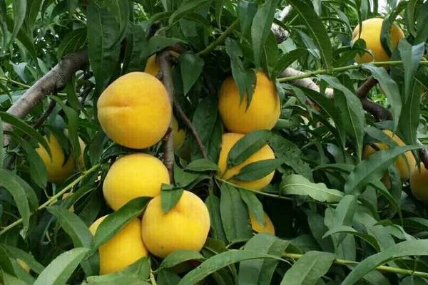 锦绣黄桃高产栽培技术,合理修剪能进一步提高产量