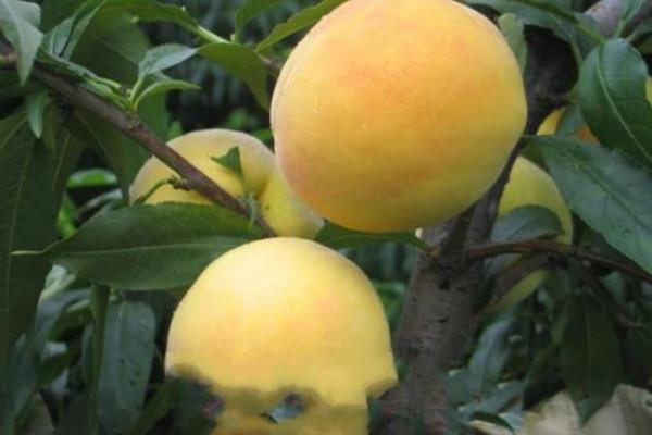 锦绣黄桃高产栽培技术,合理修剪能进一步提高产量