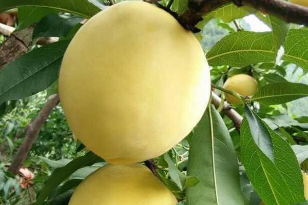 锦绣黄桃高产栽培技术,合理修剪能进一步提高产量