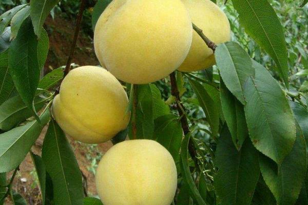 锦绣黄桃高产栽培技术,合理修剪能进一步提高产量