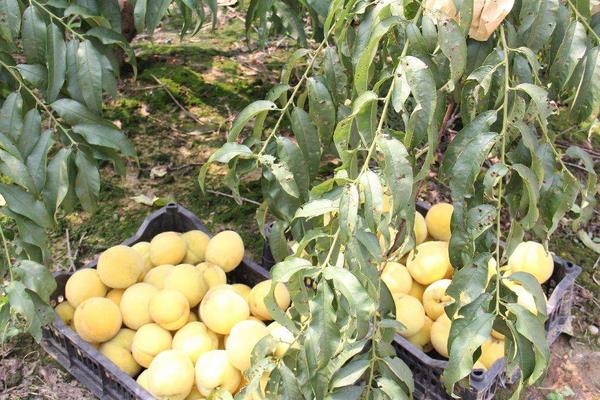 锦绣黄桃高产栽培技术,合理修剪能进一步提高产量