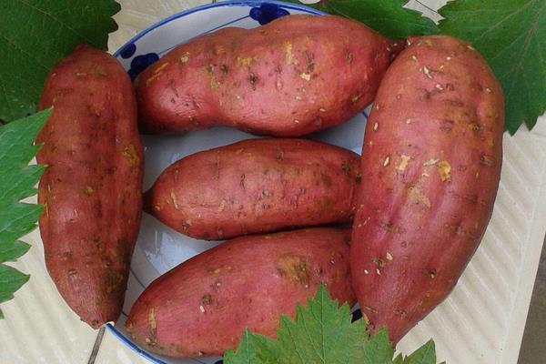 2019年风险较大的种植项目，千万不要盲目种植