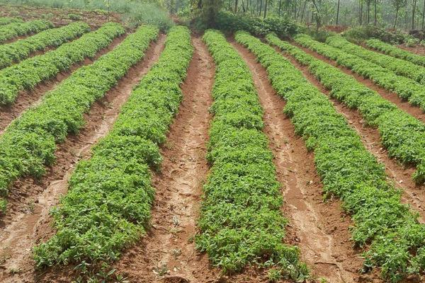 回农村搞种植不知道选什么项目？中药材水果花卉是不错的选择