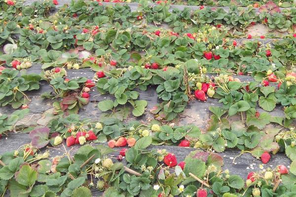 回农村老家搞种植不知道选种类?这3种投入低前景好