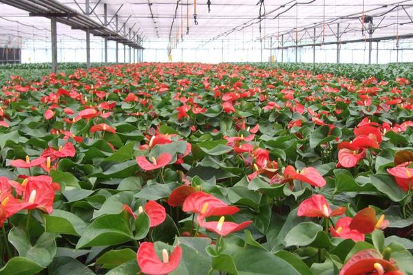 回农村老家搞种植不知道选种类?这3种投入低前景好