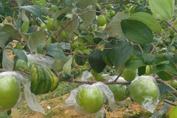 青枣前景好不好?种植技术决定效益