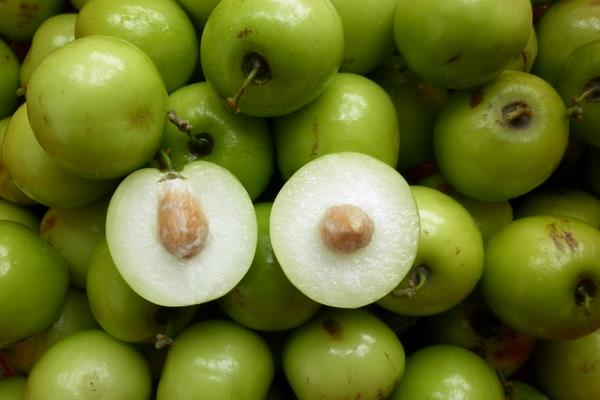 青枣前景好不好?种植技术决定效益