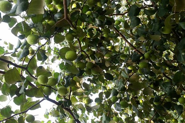 青枣前景好不好？市场需求稳定，种植技术决定效益