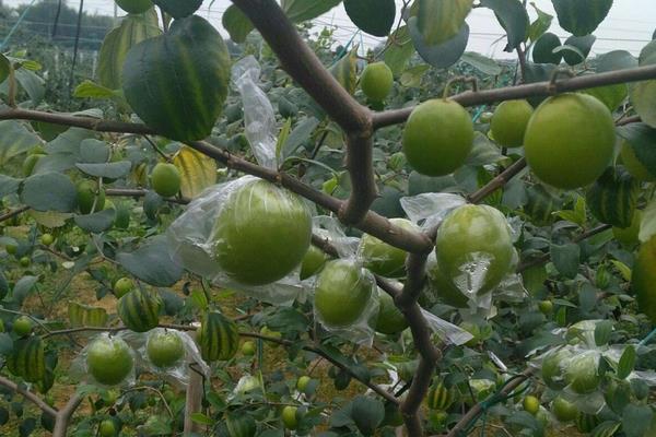 青枣前景好不好?市场需求稳定,种植技术决定效益