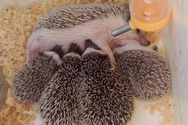 现在特种养殖养什么好?5个成本低利润高的特养品种