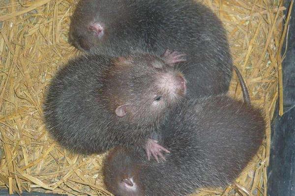 现在特种养殖养什么好?5个成本低利润高的特养品种