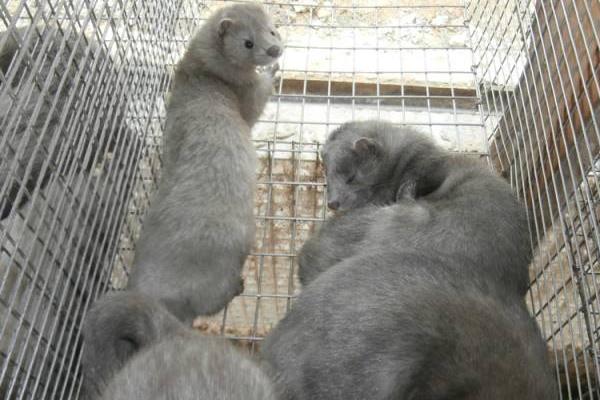 现在特种养殖养什么好?5个成本低利润高的特养品种