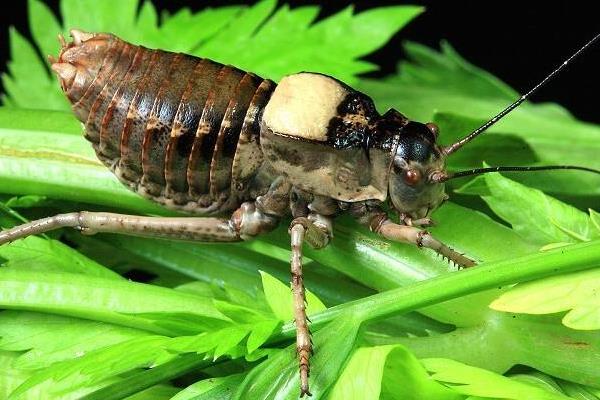 现在特种养殖养什么好?5个成本低利润高的特养品种