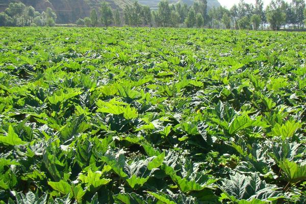 怎么找到好的中药材种植项目?4个方法找到需求大容易卖的