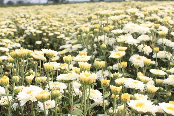 怎么找到好的中药材种植项目?4个方法找到需求大容易卖的