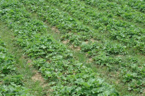 怎么找到好的中药材种植项目?4个方法找到需求大容易卖的