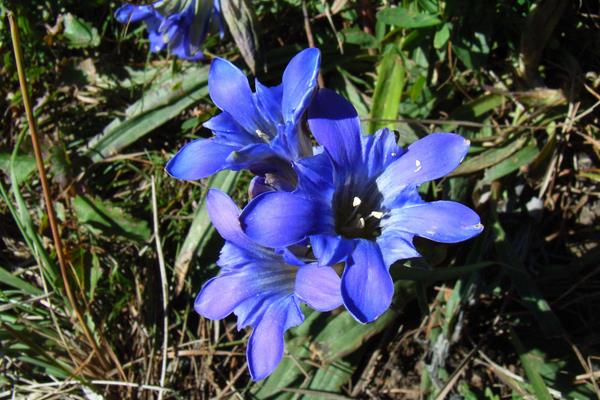 北方适合种的5种中药材,市场需求大