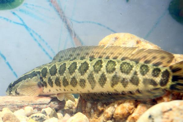 东北适合养什么鱼?这4种鱼可在东北养且效益高