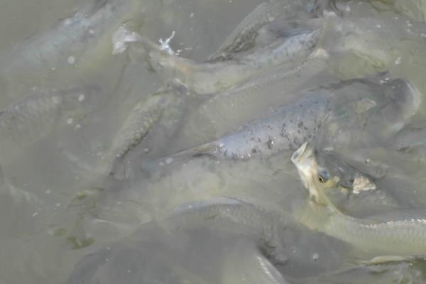 东北适合养什么鱼?这4种鱼可在东北养且效益高