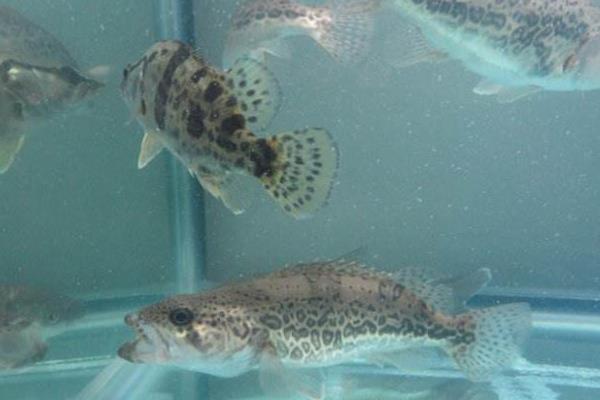 东北适合养什么鱼?这4种鱼可在东北养且效益高