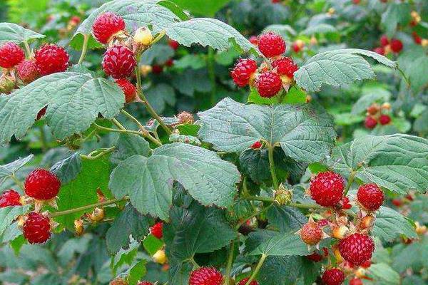 湖南适合种植什么果树?5种市场前景好的水果推荐给湖南乡