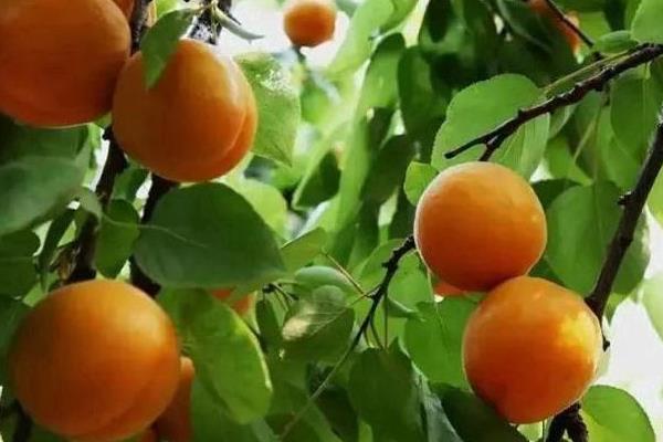 湖南适合种植什么果树?5种市场前景好的水果推荐给湖南乡