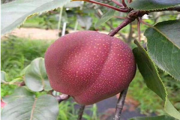 湖南适合种植什么果树?5种市场前景好的水果推荐给湖南乡