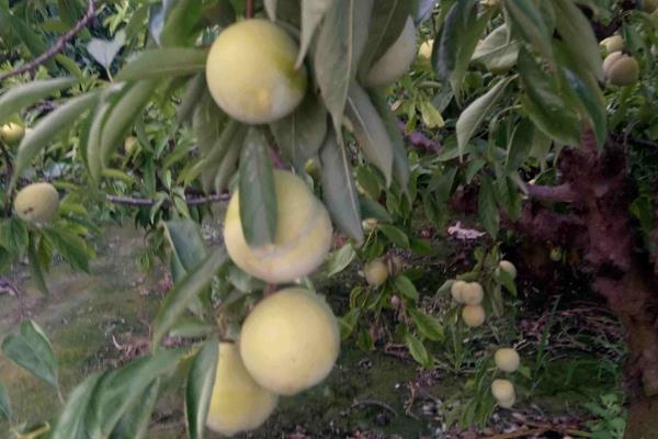 李子苗品种有哪些?9个常见的李子种植品种介绍