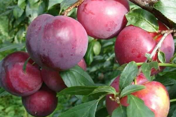 李子苗品种有哪些?9个常见的李子种植品种介绍