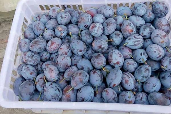 李子苗品种有哪些?9个常见的李子种植品种介绍