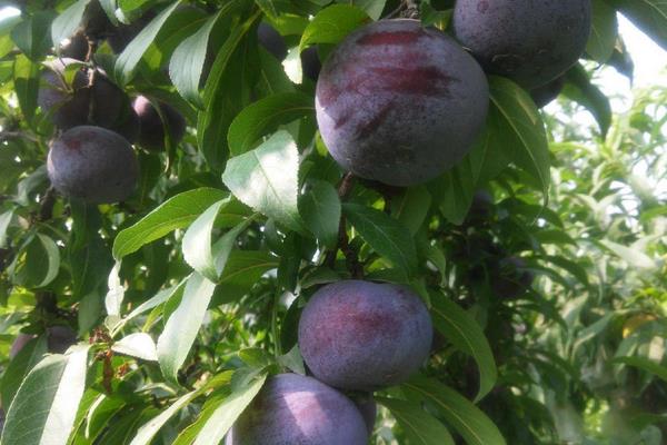 李子苗品种有哪些?9个常见的李子种植品种介绍