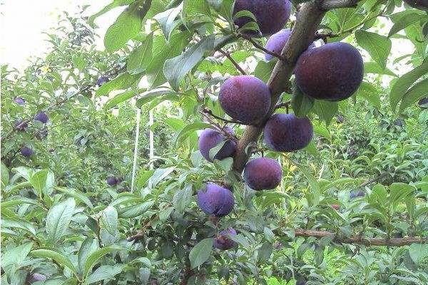 李子苗品种有哪些?9个常见的李子种植品种介绍