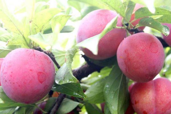 李子苗品种有哪些?9个常见的李子种植品种介绍