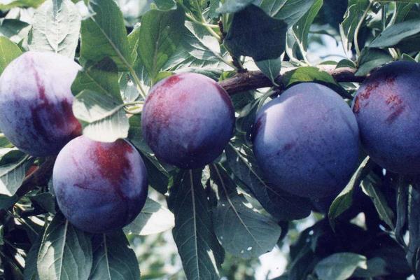 李子苗品种有哪些?9个常见的李子种植品种介绍