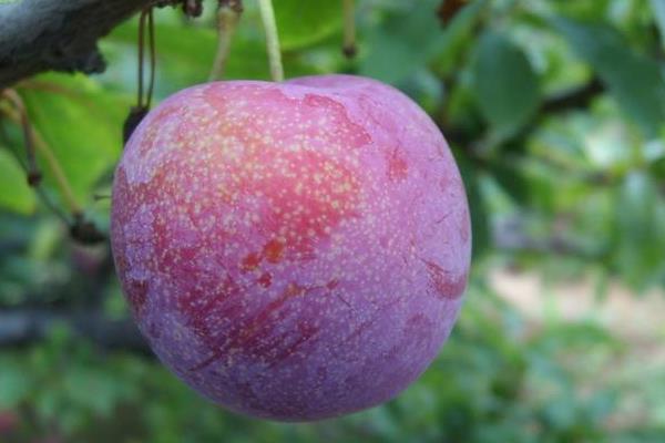 李子苗品种有哪些?9个常见的李子种植品种介绍