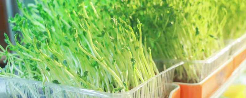 在家种绿豆芽的方法,原来绿豆芽家庭种植这么简单