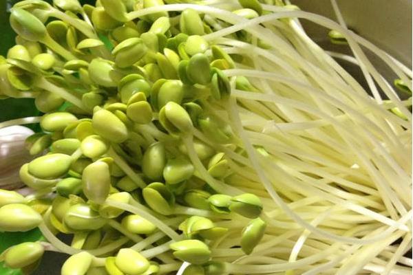 在家种绿豆芽的方法,原来绿豆芽家庭种植这么简单