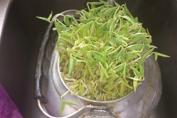 在家种绿豆芽的方法,原来绿豆芽家庭种植这么简单