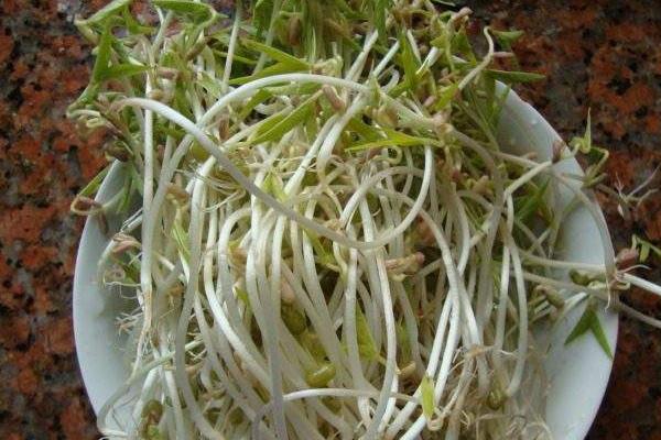 在家种绿豆芽的方法,原来绿豆芽家庭种植这么简单