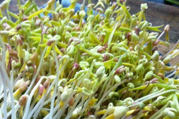 在家种绿豆芽的方法,原来绿豆芽家庭种植这么简单