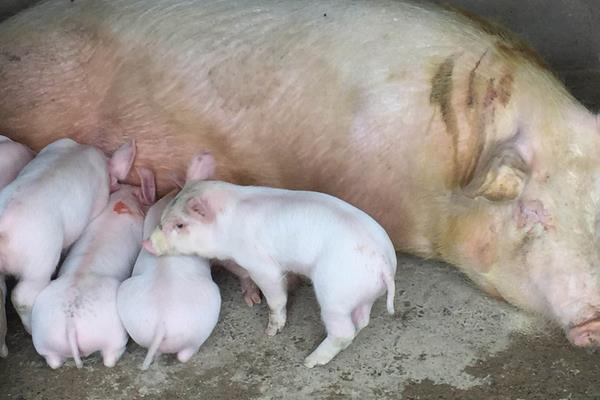母猪免疫程序表,不同阶段注射疫苗不同