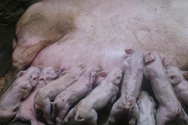 母猪免疫程序表,不同阶段注射疫苗不同