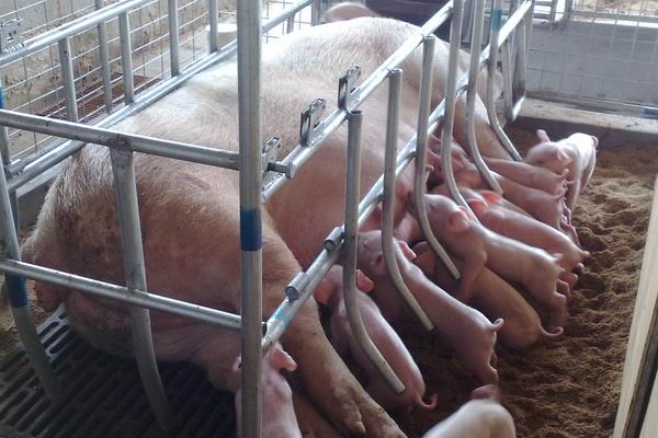 母猪免疫程序表,不同阶段注射疫苗不同