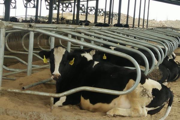 奶牛养殖现状,养殖不够精细,追求产量忽视质量