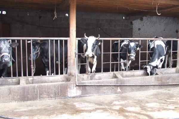 奶牛养殖现状,养殖不够精细,追求产量忽视质量