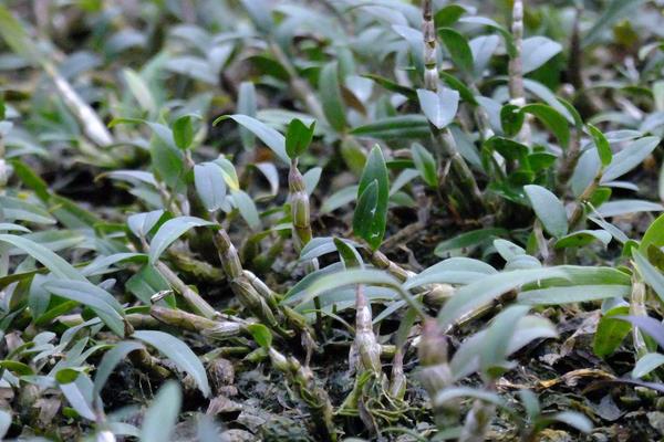 石斛用什么肥料好?生长季节要追肥,常施叶面肥