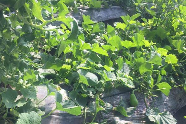 4个农村不起眼的暴利项目,每天都看到就是想不到