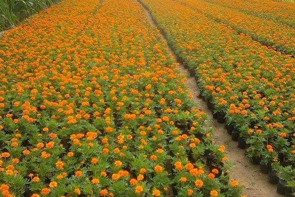 4个农村不起眼的暴利项目,每天都看到就是想不到